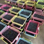 ブルーベリー狩り、開幕したものの・・・