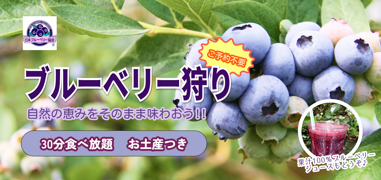 ブルーベリー狩り